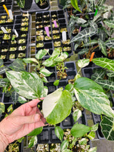 Load image into Gallery viewer, Monstera Borsigiana Albo Deliciosa Variegated 2.5" pot, Fedex 2day*