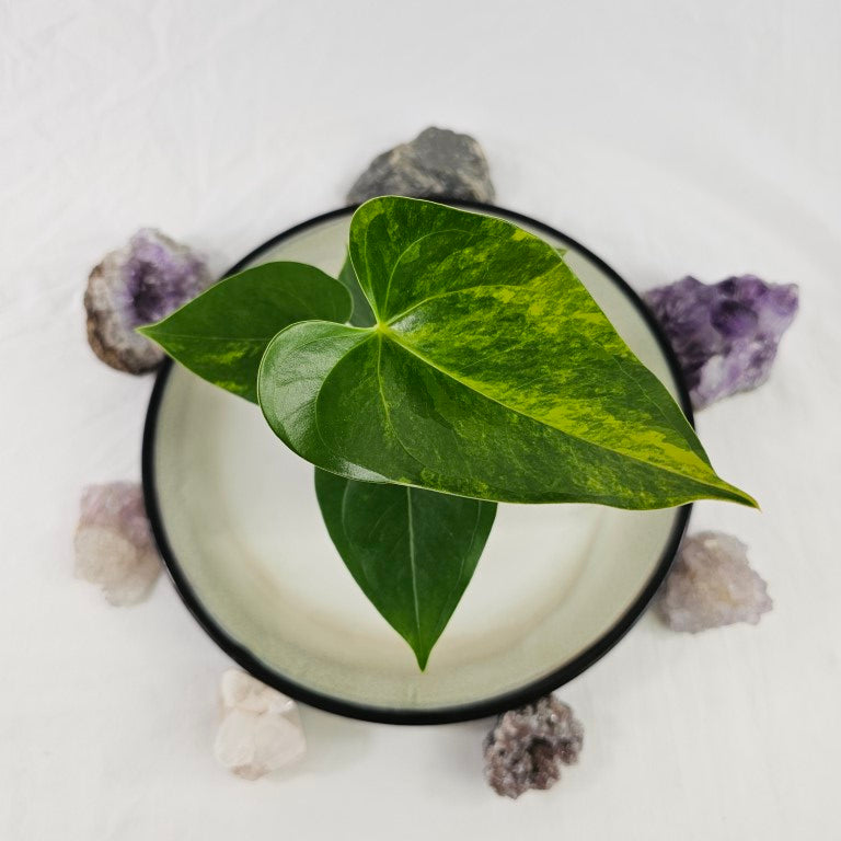 Anthurium Andraeanum White Heart, Exact Plant Variegated Ships