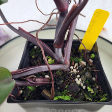 Load image into Gallery viewer, Philodendron Majesty, Exact Plant