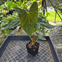 Load image into Gallery viewer, Anthurium Papillilaminum Fort Sherman X Ralph Lynam, Exact Plant Ship Nationwide