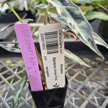 Load image into Gallery viewer, Alocasia 'Bambino Arrow' pink, Exact Plant Ships Nationwide