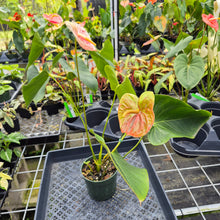 Load image into Gallery viewer, Anthurium Andraeanum Starlight Splash, Exact Plant, Speckled Ships Nationwide