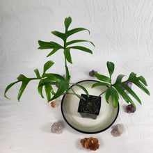 Load image into Gallery viewer, Philodendron Quercifolium 4" pot, Fedex 2day*