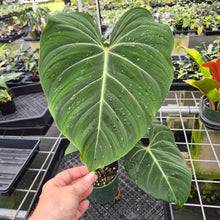 Load image into Gallery viewer, Philodendron Gloriosum, Pink Veined Back exact plant, Fedex 2day