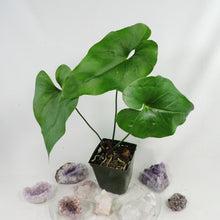 Load image into Gallery viewer, Anthurium Watermaliense 4" pot, Fedex 2day*