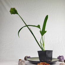 Load image into Gallery viewer, Philodendron Holtonianum, Exact Plant