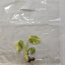 Load image into Gallery viewer, Monstera Deliciosa Green Snow variegated tissue culture 2DayAir