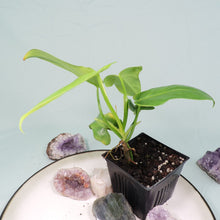 Load image into Gallery viewer, Philodendron Bipennifolium Golden Violin 4" pot, Fedex 2 day*