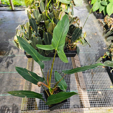 Load image into Gallery viewer, Philodendron Mexicanum, Exact Plant Ships Nationwide