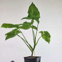 Load image into Gallery viewer, Syngonium Mojito, Exact Plant Variegated Ships Nationwide