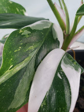 Load image into Gallery viewer, Philodendron White Princess, Exact Plant Variegated