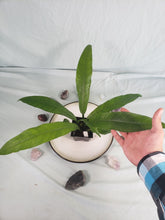 Load image into Gallery viewer, Campii Lynette, Exact Plant, Philodendron
