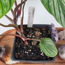 Load image into Gallery viewer, Philodendron Plowmanii 4" pot, Fedex 2day*