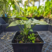 Load image into Gallery viewer, Syngonium Green Splash, Exact Plant Variegated Ships Nationwide
