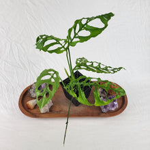 Load image into Gallery viewer, Monstera Obliqua Peru 4" pot, Fedex 2 day*