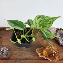 Load image into Gallery viewer, Philodendron Hederaceum, Heart Leaf Variegated 2.5" pot, Fedex 2day*