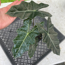 Load image into Gallery viewer, Alocasia Pseudosanderiana , Exact Plant