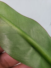 Load image into Gallery viewer, Gageana Aurea, Exact Plant, variegated Alocasia