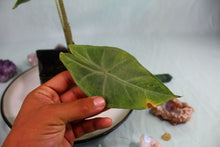 Load image into Gallery viewer, Alocasia Lowii Exact Plant
