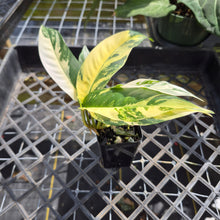 Load image into Gallery viewer, Rhaphidophora Lobbii, Exact Plant Variegated Ships Nationwide