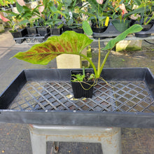 Load image into Gallery viewer, Philodendron Subhastatum, Exact Plant Variegated Ships Nationwide