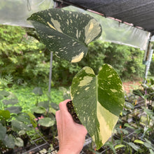 Load image into Gallery viewer, Monstera Deliciosa Creme Brulee variegated exact plant, Fedex 2day*