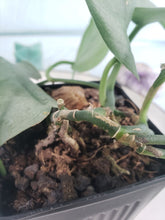 Load image into Gallery viewer, Silver Hero, exact plant, Scindapsus, ships nationwide