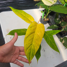 Load image into Gallery viewer, Philodendron Goldiana, Exact Plant Ships Nationwide