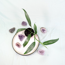 Load image into Gallery viewer, Epipremnum Amplissimum Silver Stripe Shipped Nationwide