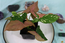 Load image into Gallery viewer, Varigated Syngonium Red Spot Tricolor Exact Plant
