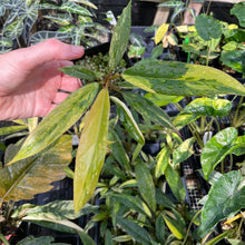 Load image into Gallery viewer, Philodendron Caramel Marble variegated 2.5" pot, FedEx 2day*