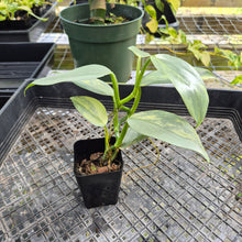 Load image into Gallery viewer, Philodendron Hastatum Silver Sword, Exact Plant Variegated Ships Nationwide
