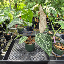 Load image into Gallery viewer, Anthurium Red Crystallinum Doc Block exact plant, Fedex 2day*
