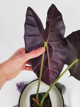 Load image into Gallery viewer, Alocasia Grandis, Exact Plant