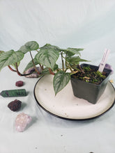 Load image into Gallery viewer, Philodendron Sodiroi True Form, Exact Plant