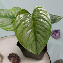 Load image into Gallery viewer, Philodendron Sodiroi True Form Shipped Nationwide