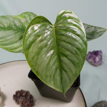 Load image into Gallery viewer, Philodendron Sodiroi True Form Shipped Nationwide
