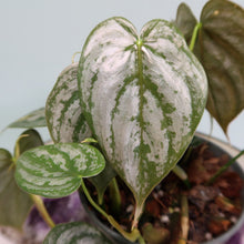 Load image into Gallery viewer, Philodendron Brandtianum 4" pot, Fedex 2day*