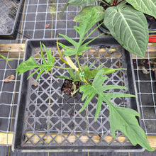 Load image into Gallery viewer, Philodendron Florida Beauty X Tortum, Exact Plant green Form Ships Nationwide
