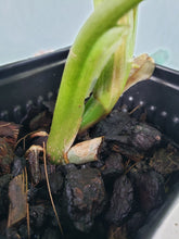 Load image into Gallery viewer, Variegated Domesticum, Exact Plant, Philodendron