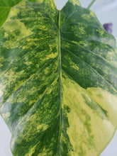 Load image into Gallery viewer, Alocasia Gageana Aurea, Exact Plant Variegated
