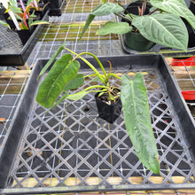 Load image into Gallery viewer, Philodendron Spiritus Sancti, Exact Plant Ships Nationwide