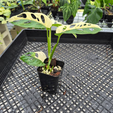 Load image into Gallery viewer, Monstera Adansonii Albo Tricolor Variegated exact plant, Fedex 2day*