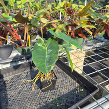 Load image into Gallery viewer, Philodendron Burle Marx, Exact Plant Variegated Ships Nationwide