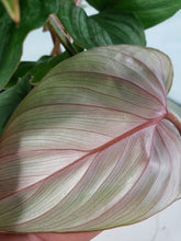 Load image into Gallery viewer, Plowmanii multi plant, Exact Plant, Philodendron