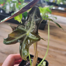 Load image into Gallery viewer, Alocasia sanderiana 'Nobilis' Aurea, Exact Plant Ships Nationwide