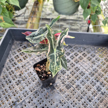 Load image into Gallery viewer, Alocasia nobilis pink Variegated Ships Nationwide