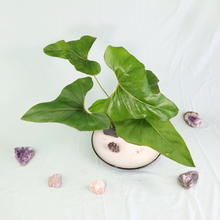 Load image into Gallery viewer, Anthurium Brownii Large Shipped Nationwide