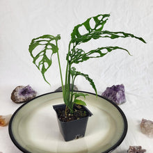 Load image into Gallery viewer, Monstera Obliqua Peru, Exact Plant Ships Nationwide