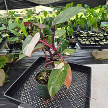 Load image into Gallery viewer, Philodendron Red Anderson Variegated exact plant, Fedex 2day
